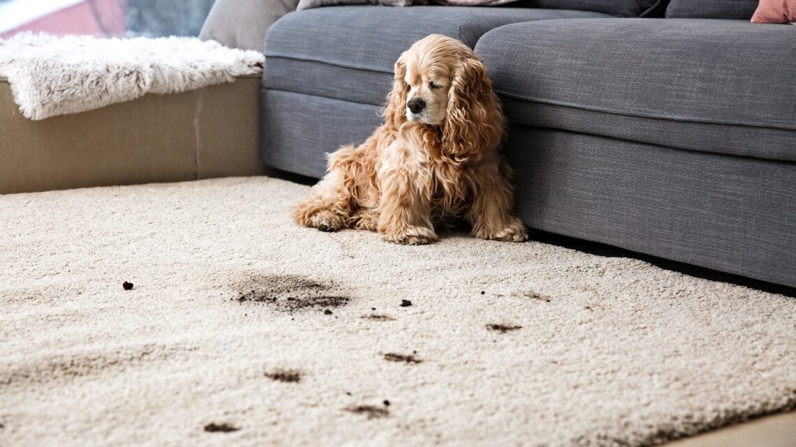 Hund sitzt auf dreckigem Teppich